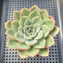 Echeveria 'Salmon' 3" Succulent Plant