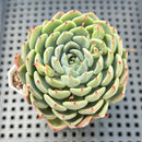 Echeveria 'Starlight' (Zaragoza Hybrid) 2"-3" Succulent Plant