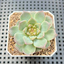 Echeveria 'Pumpkin' Jelly Type 2" Succulent Plant
