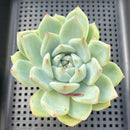 Echeveria 'Karla' (Colorata Hybrid) 3" Succulent Plant