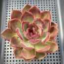 Echeveria 'Homage' 3"-4" Succulent Plant