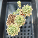 Sedeveria sp. Variegated 3"-4" Cluster Succulent Plant