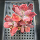 Echeveria 'Diamond State' Variegated 4" Cluster Succulent Plant