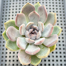 Echeveria 'Purple Stone' 2" Succulent Plant