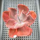 Echeveria 'Goiabinha' (100% Grown In House) 2" Succulent Plant
