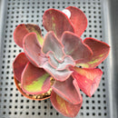 Echeveria 'Goiabinha' Variegated (100% Grown In House) 2" Succulent Plant