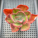 Echeveria 'Goiabinha' Variegated (100% Grown In House) 2" Succulent Plant