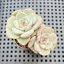 Echeveria sp. (Jelly Type) 1"-2" Succulent Plant