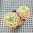 Echeveria 'White Farm' (Round Leaf) 2" Succulent Plant