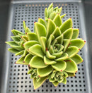 Echeveria Agavoides 'Agnes' 4" Cluster Succulent Plant