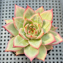 Echeveria 'Diamond Dragon' 2"-3" (Red Dragon Variant) Succulent Plant