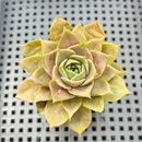 Echeveria 'Mysterious Rose' 2” Succulent Plant
