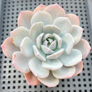 Echeveria 'Icy Purple' 2"-3" Succulent Plant