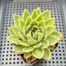 Echeveria Agavoides sp. 3" Succulent Plant