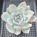 Echeveria 'Ivory' 3" Succulent Plant
