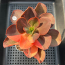 Echeveria 'Primadonna' Variegated 3"-4" (100% Grown In House) Succulent Plant