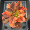 Echeveria 'Primadonna' Variegated 3"-4" (100% Grown In House) Succulent Plant