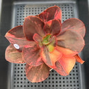 Echeveria 'Primadonna' Variegated 3"-4" (100% Grown In House) Succulent Plant