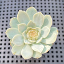Echeveria sp. (Jelly Type) 1"-2" Succulent Plant