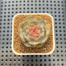 Echeveria 'Pumpkin' Jelly Type 1" Succulent Plant Cutting