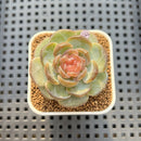 Echeveria 'Pumpkin' Jelly Type 1" Succulent Plant Cutting