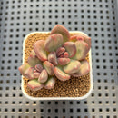 Echeveria 'Mirabelle' 2" Succulent Plant Cutting