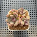 Echeveria 'Mirabelle' 2" Succulent Plant Cutting