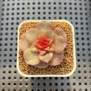 Echeveria 'Rose Lungo' 1" New Hybrid Succulent Plant Cutting