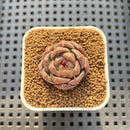 Echeveria 'Lobelia' 1" New Hybrid Succulent Plant Cutting