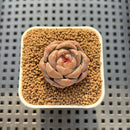 Echeveria 'Lobelia' 1" New Hybrid Succulent Plant Cutting