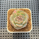 Echeveria 'Herace' 2" Succulent Plant Cutting