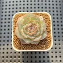 Echeveria 'Herace' 2" Succulent Plant Cutting