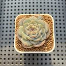 Echeveria 'Unipink' 1" Succulent Plant Cutting