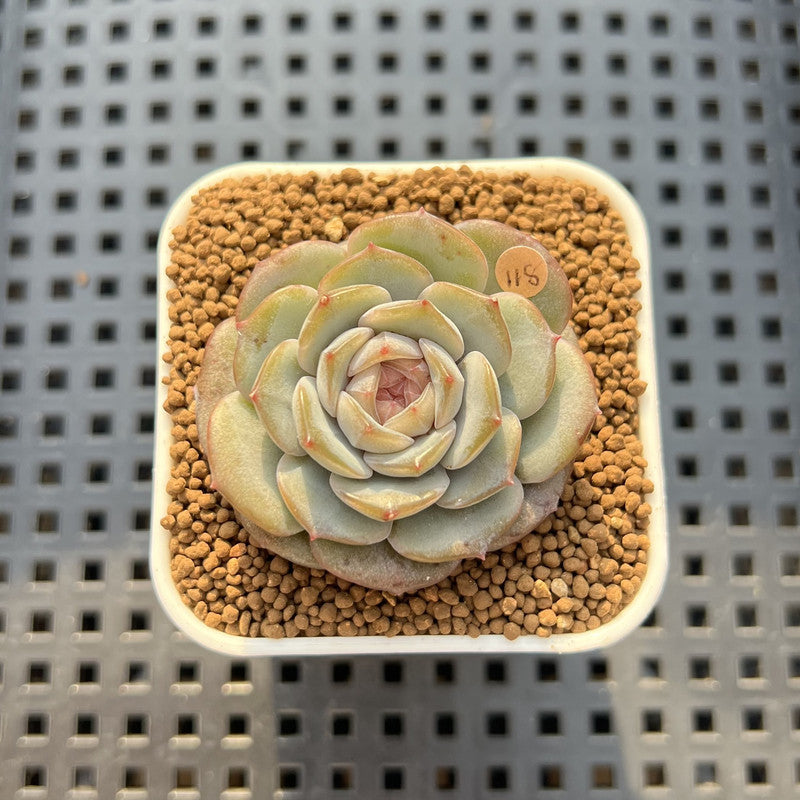 Echeveria 'Unipink' 1" Succulent Plant Cutting
