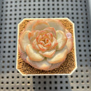 Echeveria 'Bobby Red' 2" New Hybrid Succulent Plant Cutting
