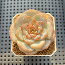 Echeveria 'Bobby Red' 2" New Hybrid Succulent Plant Cutting