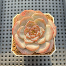 Echeveria 'Bobby Red' 2" New Hybrid Succulent Plant Cutting