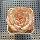 Echeveria 'Bobby Red' 2" New Hybrid Succulent Plant Cutting