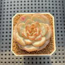 Echeveria 'Bobby Red' 2" New Hybrid Succulent Plant Cutting