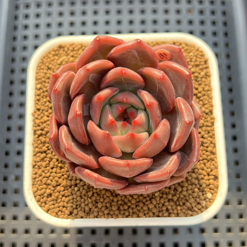 Echeveria 'Eos' 3" Succulent Plant Cutting