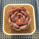 Echeveria 'Eos' 3" Succulent Plant Cutting