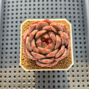 Echeveria 'Eos' 2"-3" Succulent Plant Cutting