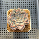 Echeveria 'Blue Wedding' 2" Succulent Plant Cutting