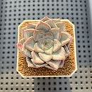 Echeveria 'Blue Wedding' 2" Succulent Plant Cutting