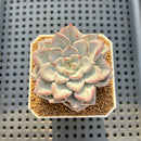 Echeveria 'Blue Wedding' 2" Succulent Plant Cutting