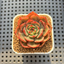 Echeveria 'Salu' Variegated 1" Succulent Plant Cutting