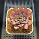 Echeveria 'Werther' Variegated 3" Succulent Plant Cutting