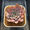 Echeveria 'Werther' Variegated 3" Succulent Plant Cutting