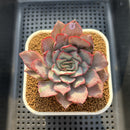 Echeveria 'Werther' Variegated 3" Succulent Plant Cutting