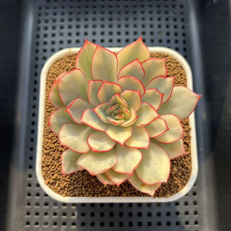 Echeveria 'Esther' Variegated 3" Succulent Plant Cutting